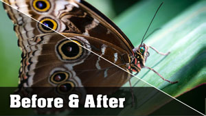 Butterfly Photo - Before and After Tutorial