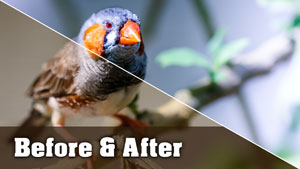 Finch Photo - Before and After Tutorial